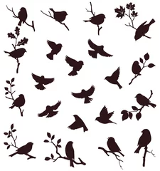 Foto op Aluminium Vector set of bird and twig silhouette © Gizele