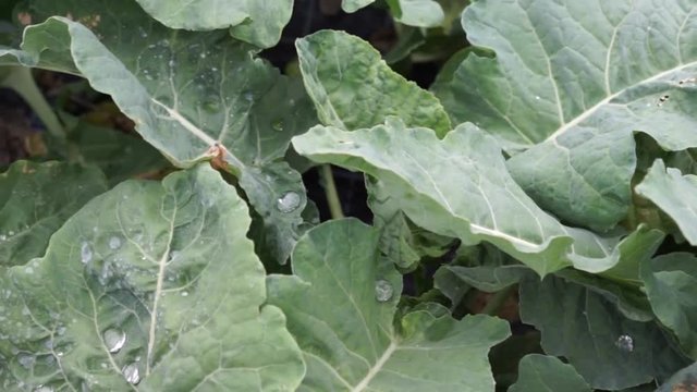 Kohlrabi im Garten