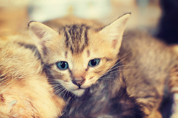 Cute kitten with blue eyes staring at her. selective focus.