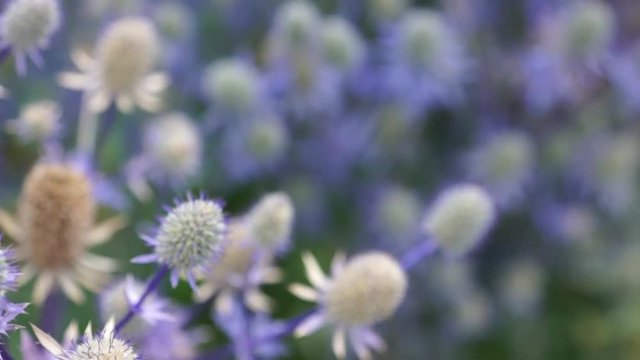Silberdistel K&uuml;chen Kraut 