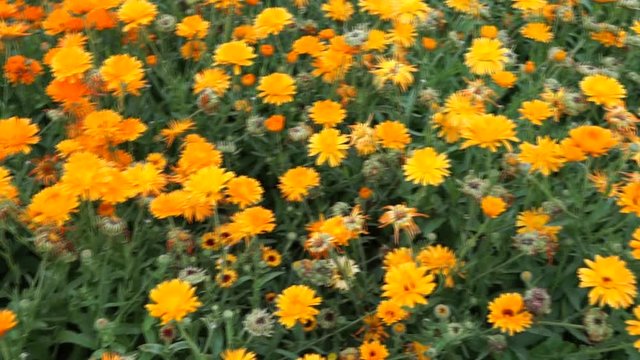 Calendula Ringelblume in Zollikon in der Schweiz