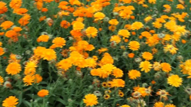 Calendula Ringelblume in Zollikon in der Schweiz