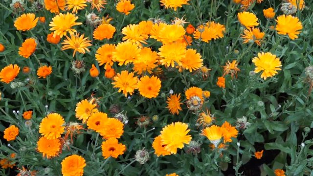 Calendula Ringelblume in Zollikon in der Schweiz