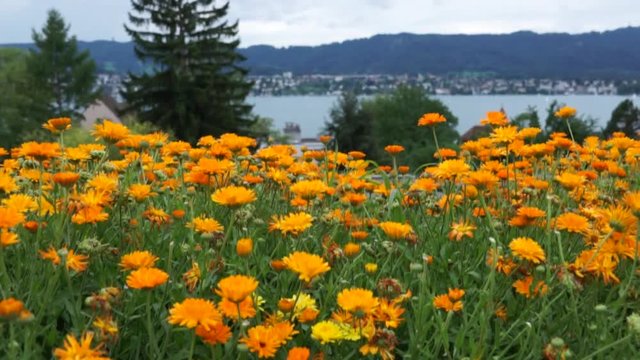 Z&uuml;rich see mit dem Blick auf Uetliberg von Zollikon 