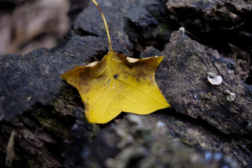 Yellow Leaf