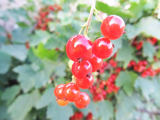 Red currant on an indistinct background. 