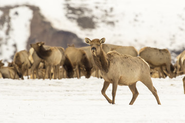 Naklejka na ściany i meble Cow elk in deep snow in winter on National Elk Refuge