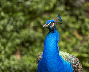 Fototapeta premium Peacock 