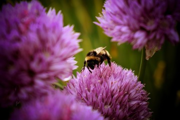 bee