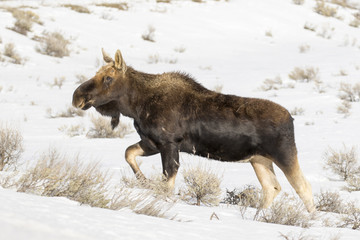 Bull moose, without antlers, walking on deep snow