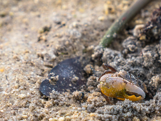 colorful crabs living on the beach