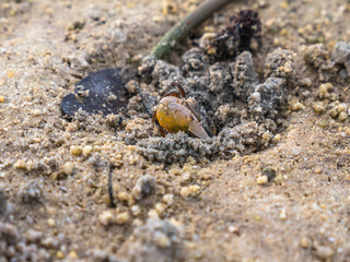 colorful crabs living on the beach