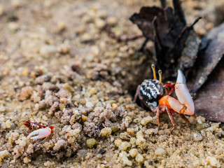 colorful crabs living on the beach