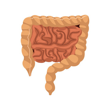Human intestines in digestive system infographic. Large and small intestine. vector illustration.