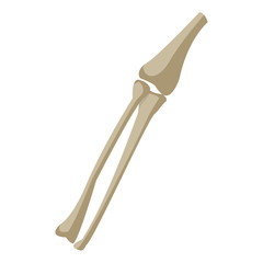 Leg Bones Tibia and Fibula medicine
