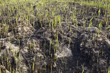 New plant growth after fire destruction
