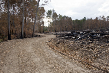 Winding road through a burnt forest