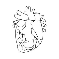 Anatomy of the human heart illustration