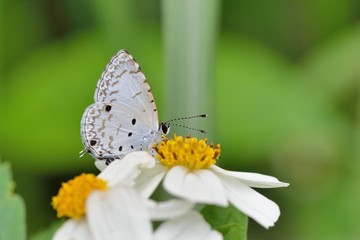 Butterfly from the Taiwan (Megisba malaya sikkima) Taiwan black star small gray butterfly
