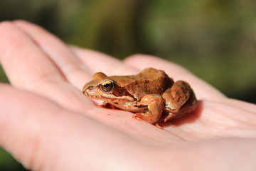 frog
