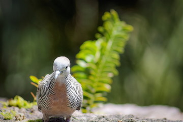 The zebra dove (Geopelia striata) also known as barred ground dove, is a bird of the dove family, Columbidae, native to Southeast Asia.