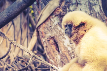 The lar gibbon (Hylobates lar), also known as the white-handed gibbon, is an endangered primate in...