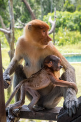 Dramatic scene with proboscis monkey holding baby monkey in her arms. Adult female monkey with infant, Labuk bay, Sabah, Borneo island. Travel Malaysia