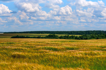 Fototapeta premium Field of ripe wheat