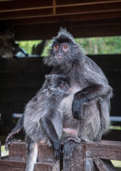 Silvery lutung monkey feeding the infant. Labuk bay, Sabah, Borneo island. Travel Malaysia