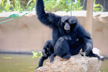 A Siamang (Symphalangus syndactylus) mother and baby.