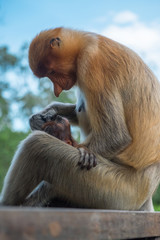 Dramatic scene with proboscis monkey holding baby monkey in her arms. Adult female monkey with infant, Labuk bay, Sabah, Borneo island. Travel Malaysia
