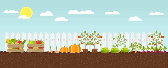 Gemüse Anbau Flat Design Vektor Grafik Illustration