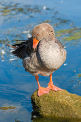     Greylag goose, Anser anser, colorful goose 