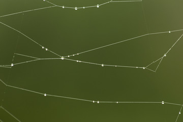 A web in dew drops on a rusty green background.