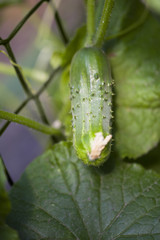 Fresh cumbers. Picking cucumbers from the garden. Pallets of cucumbers on the plant