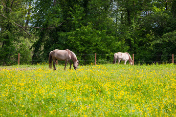 Naklejka premium View of Tarpan, wild horses