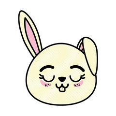 isolated cute rabbit face