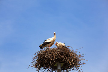 Two storks are sitting in the nest