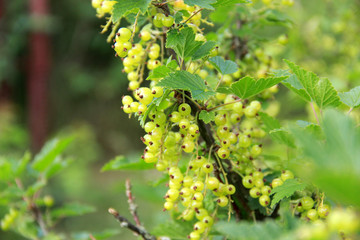 Green currant