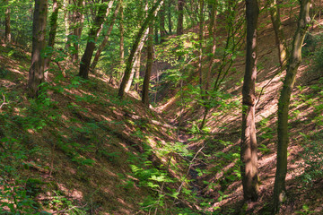 Forest gorge in Neandertal, Germany