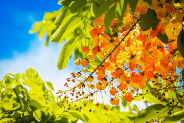 Close up image of Rainbow Shower tree Flowers
