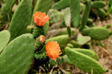 cactus flowers 
