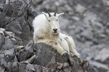 Mt. Goat on rock