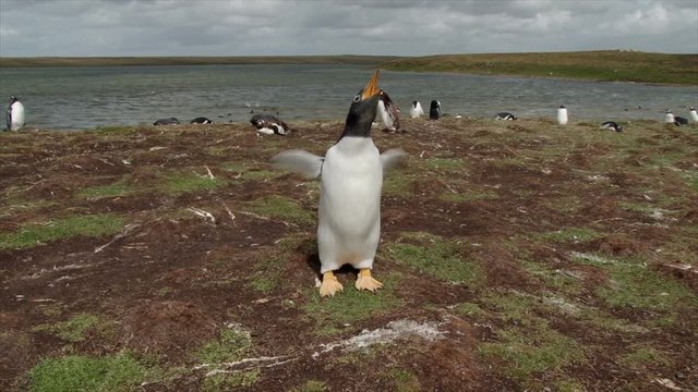 A Gentoo penguin rapidly flapping its wings to cool dow and calling. Bluff Cove Falkland Islands. 