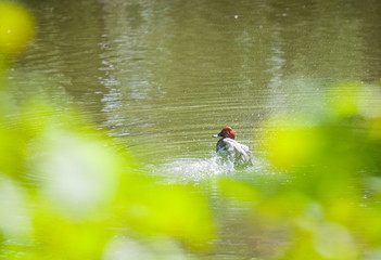 Eurasian wigeon on water