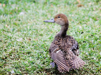 Close up image of a duck with copy space.