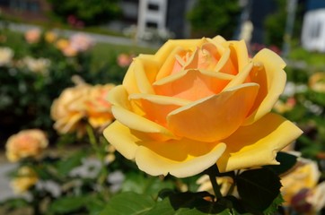 バラ　シンシアブローク