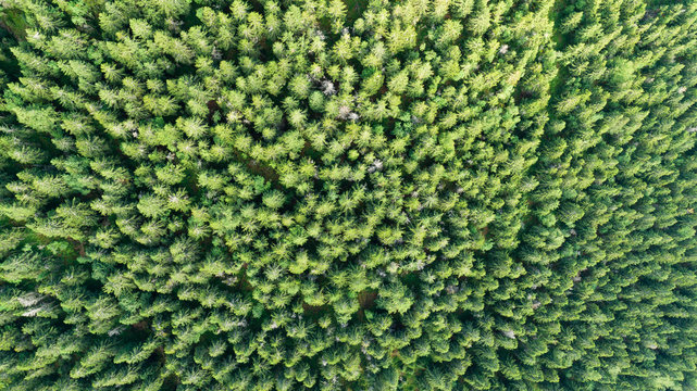 Aerial view of tops of pine forest © ventura