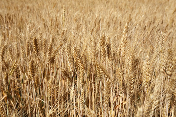 Wheat spikelets in the field