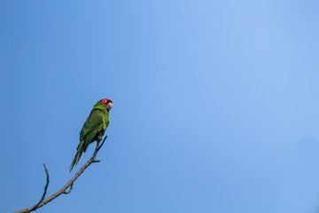 Loro parado sobre una rama aislado con espacio negativa y el cielo de fondo sin nubes